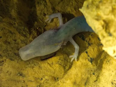 Olms, also called "baby dragons" and "human fish," are blind, foot-long salamanders native to European caves. 