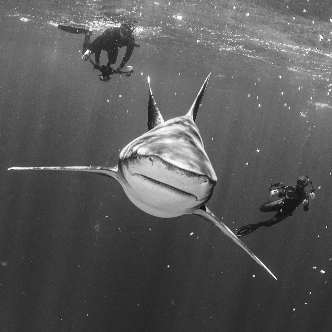 black and white photo of 2 scuba divers following a shark