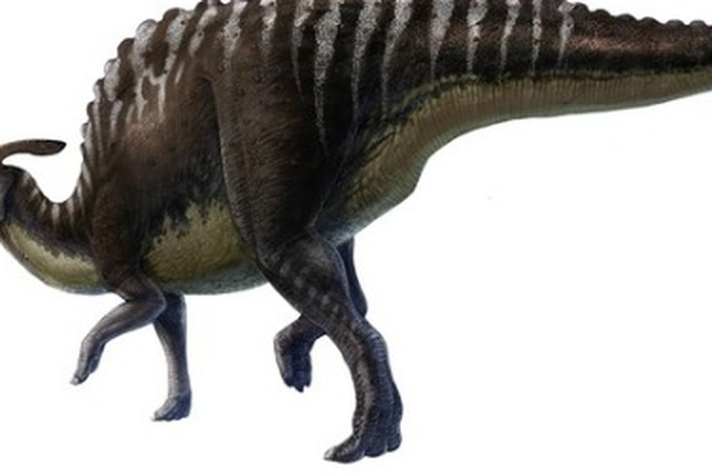 A restoration of Saurolophus angustirostris based upon skeletal and soft-tissue fossils