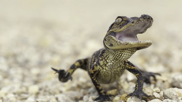 Preview thumbnail for Ask Smithsonian: Do Animals Laugh? 