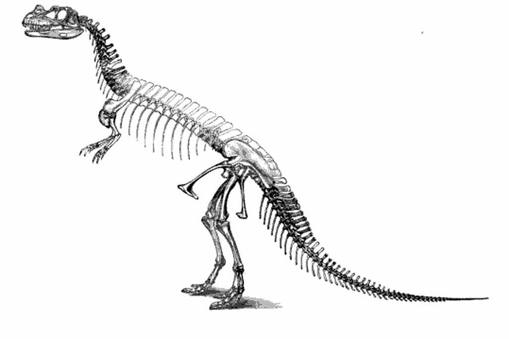 20110520083144ceratosaurus-skeleton-marsh.jpg