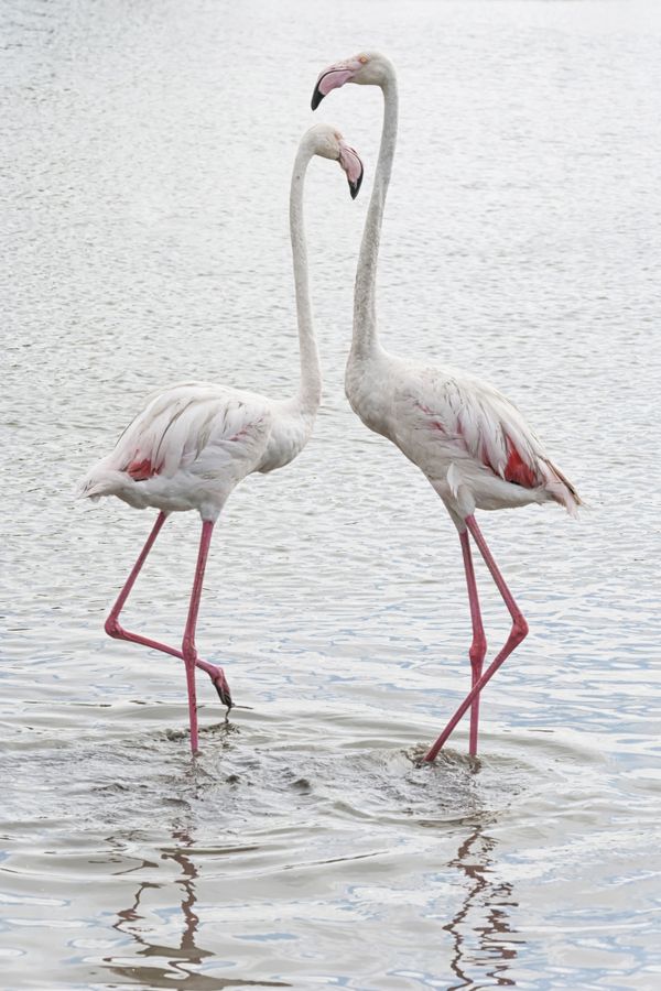 Two flamingos thumbnail