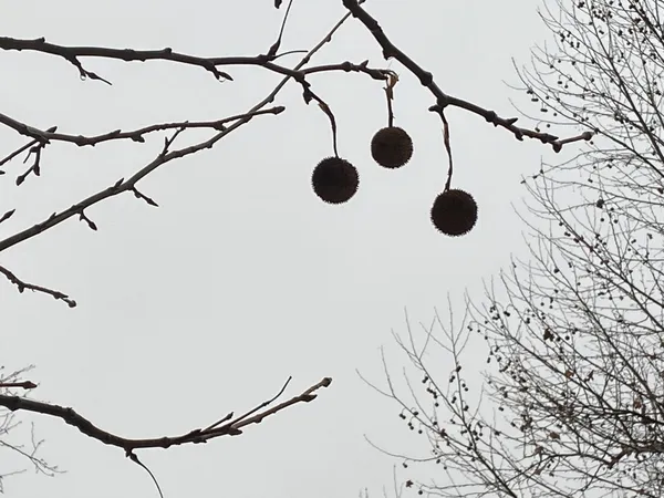 Winter Stillness thumbnail