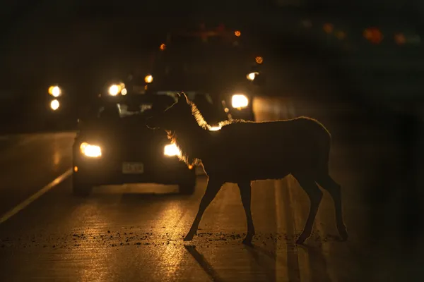 An elk walks through traffic at night on a busy Colorado highway thumbnail