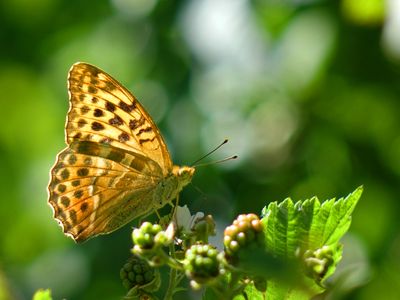 Silver-washed fritillary butterfly 
