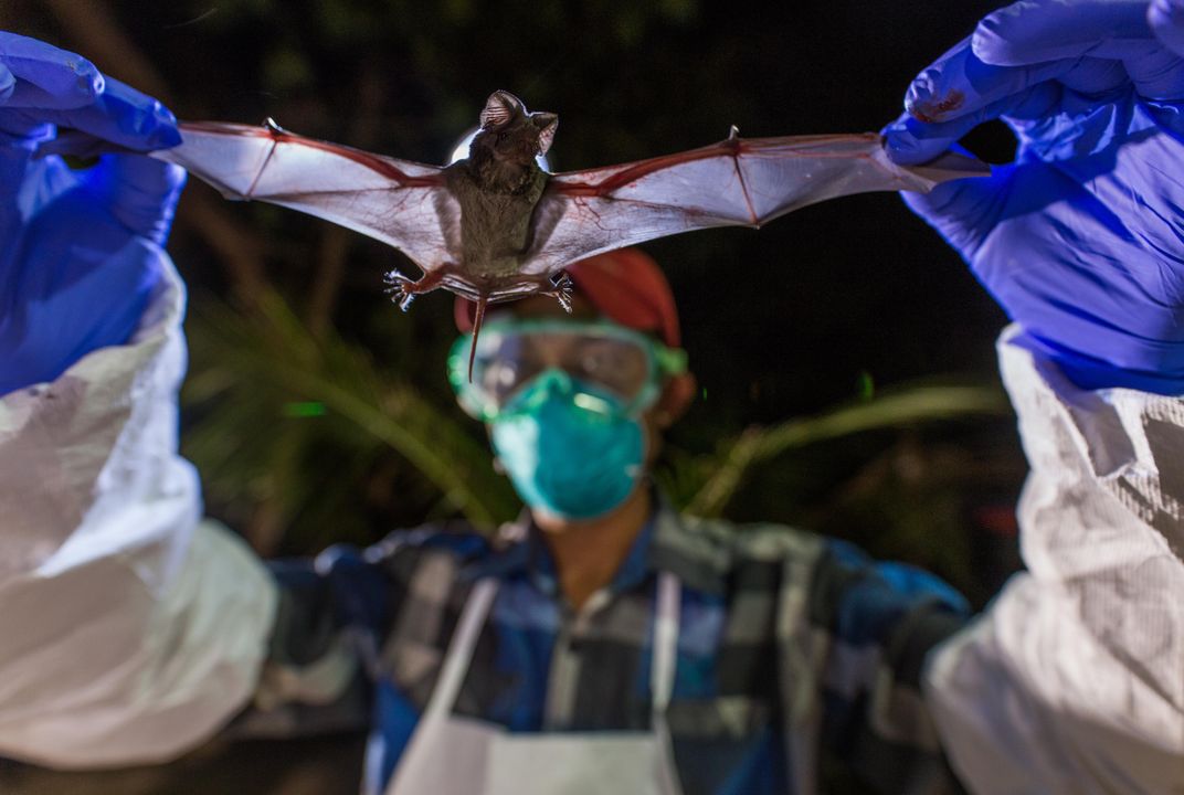 A Never-Before-Seen Virus Has Been Detected in Myanmar's Bats | Science| Smithsonian Magazine