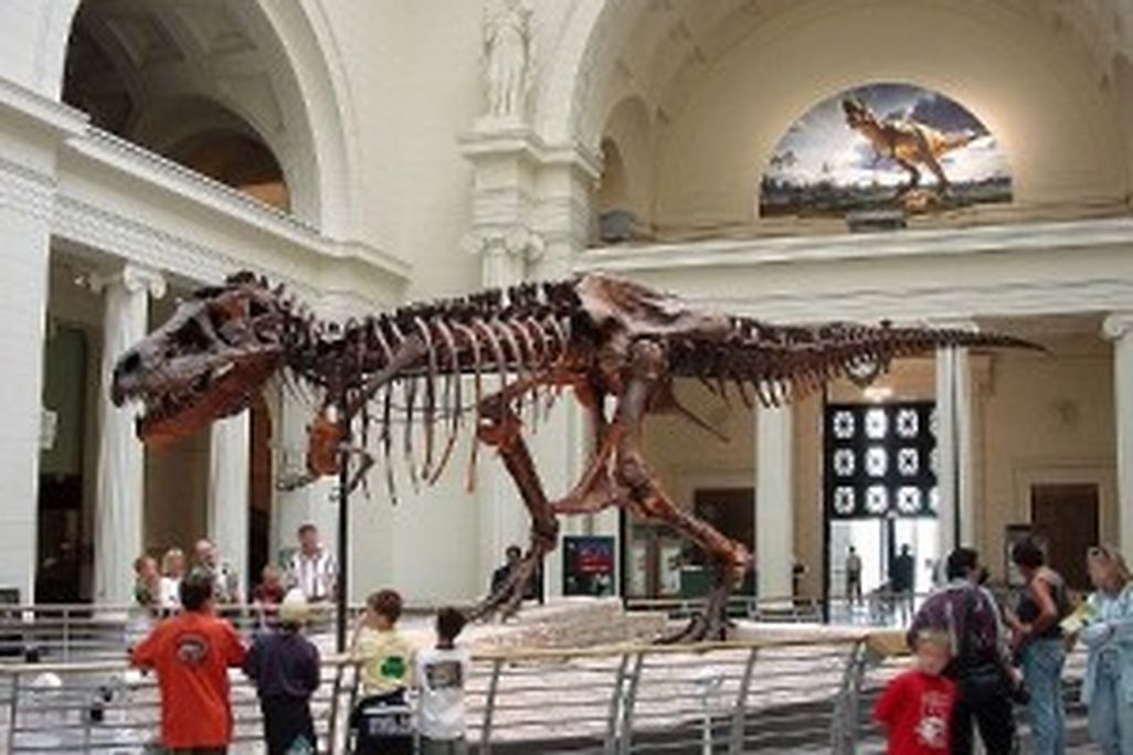 20110520083120tyrannosaurus-dinosaur-sue-300x225.jpg