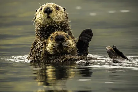Otters in the Aleutian Archipelago, the Alaska Peninsula and Kodiak Island are listed as threatened under the Endangered Species Act.

