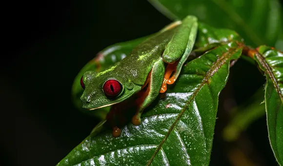 Tree Frog