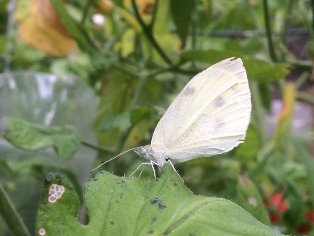 Cabbage Butterfly Closeup Smithsonian Photo Contest Smithsonian