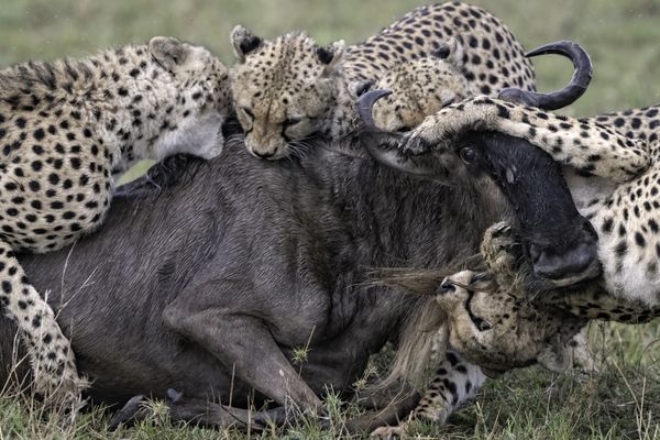 Four Cheetah Take Down a Wildebeest thumbnail