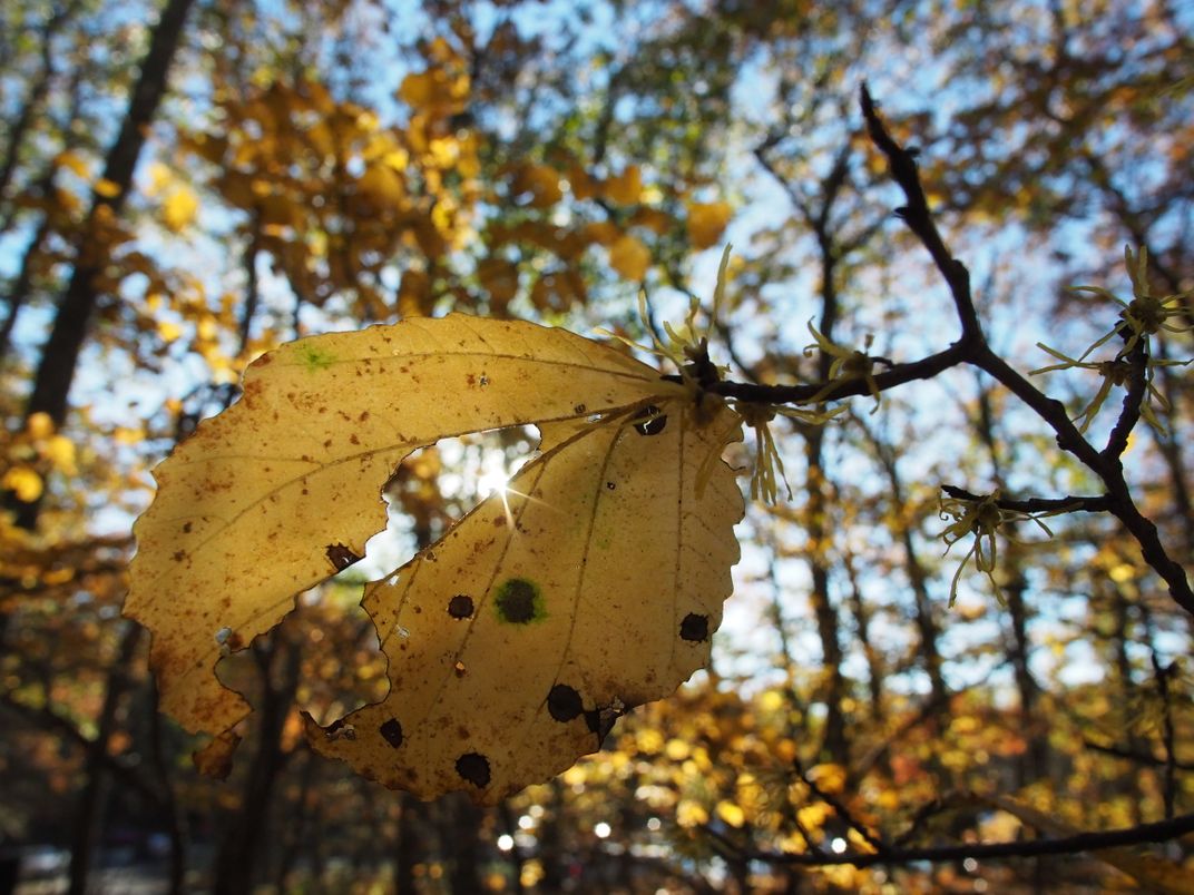 Chasing Fall Foliage | Smithsonian Photo Contest | Smithsonian Magazine