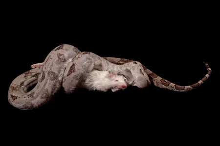 Boas constrict their prey to death.