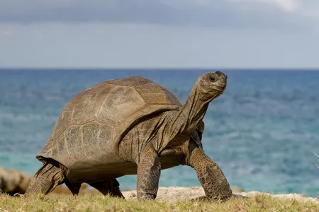 An Aldabra giant tortoise stands tall. Males can weigh more than 500 pounds.