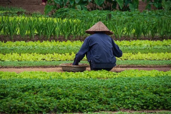 Tending the Greens thumbnail