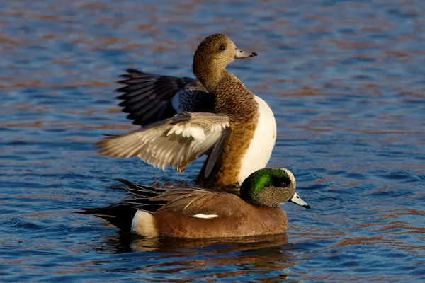 American Wigeons thumbnail