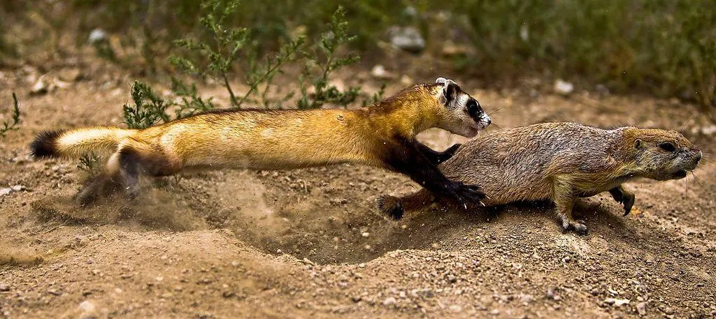 Black footed ferret hunting