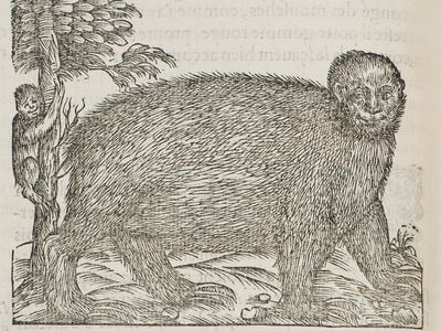Illustration of a sloth in André Thevet's Les Singularitez de la France Antarctique (Paris: heirs of Maurice de la Porte 1558)