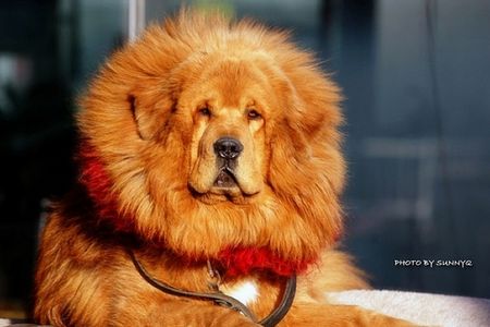 A Tibetan mastiff. 