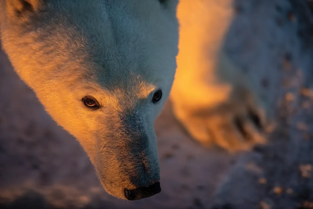 Beautiful light on polar bear
