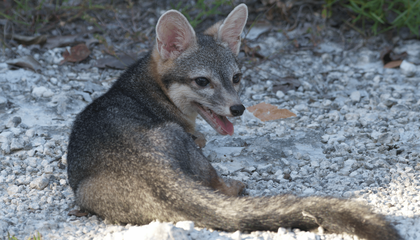 See the First-Ever Photographs of Cozumel’s Elusive Dwarf Fox, One of the Rarest Canids in the World