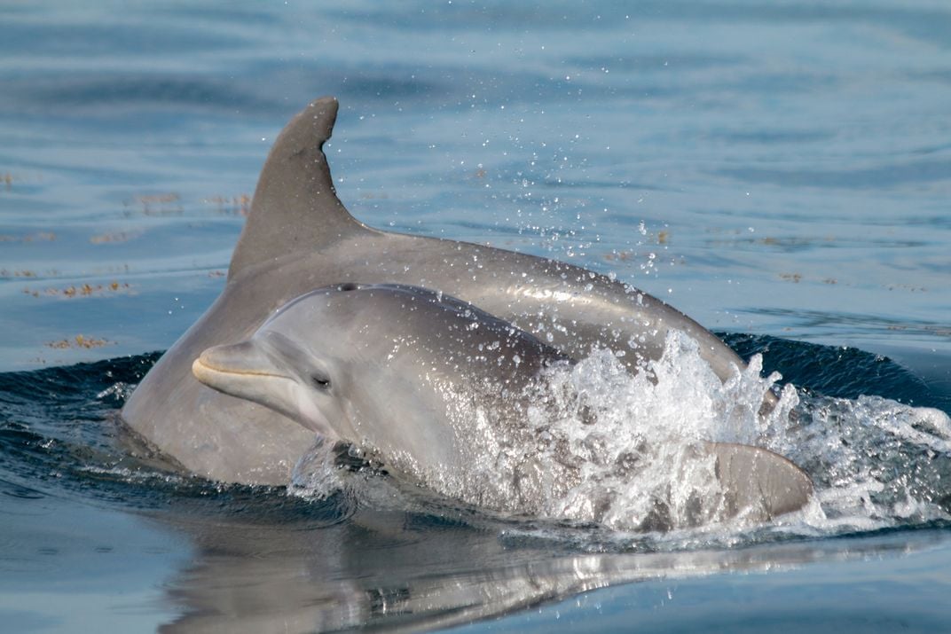 Dolphin and her calf