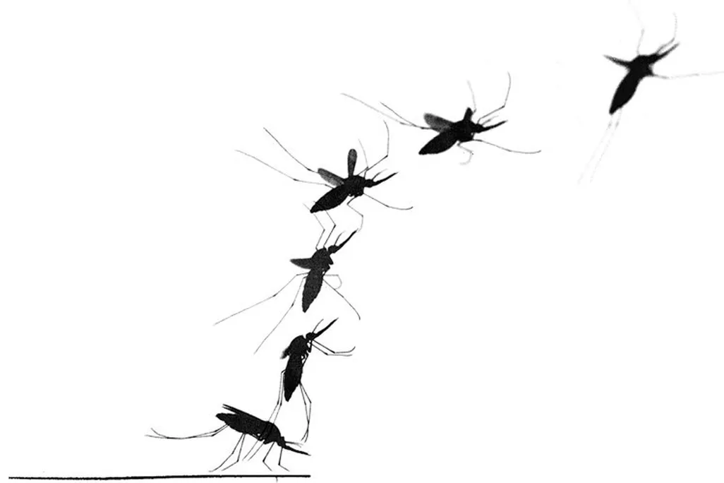 Mosquito Takeoff