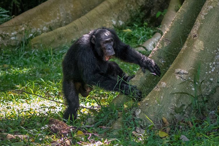 A chimpanzee drumming on a root