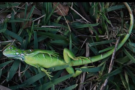 Despite how this iguana looks, it is actually note dead, just cold-stunned. It will likely thaw-out as the sun warms it back up.