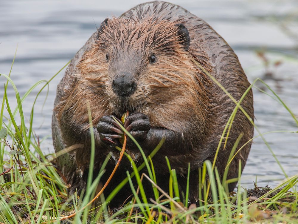 Beaver