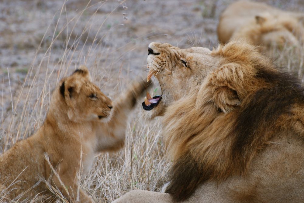 The King has had enough.