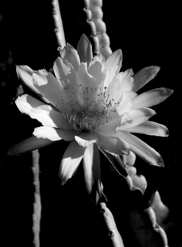 Cactus Bloom thumbnail