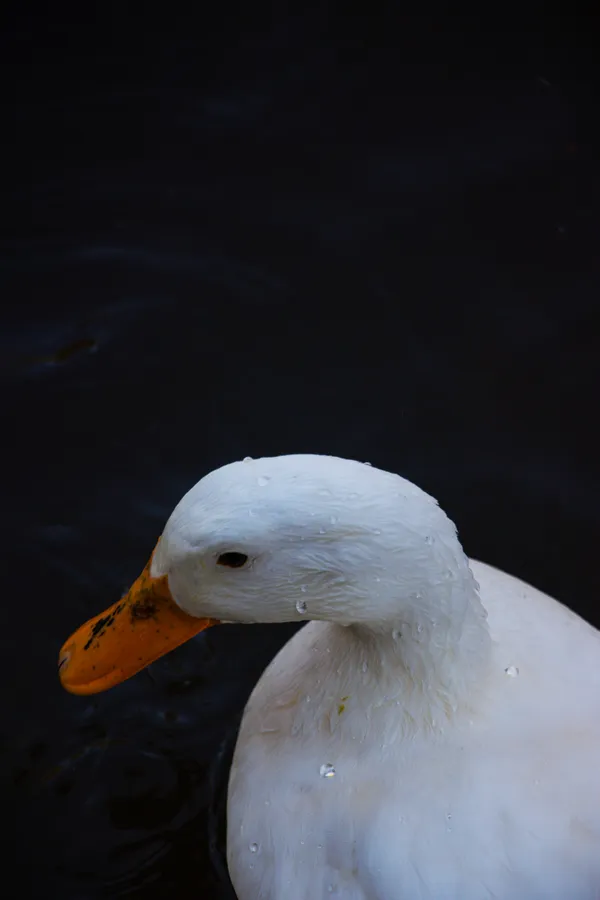 A beautiful duck is swimming in the pond. thumbnail