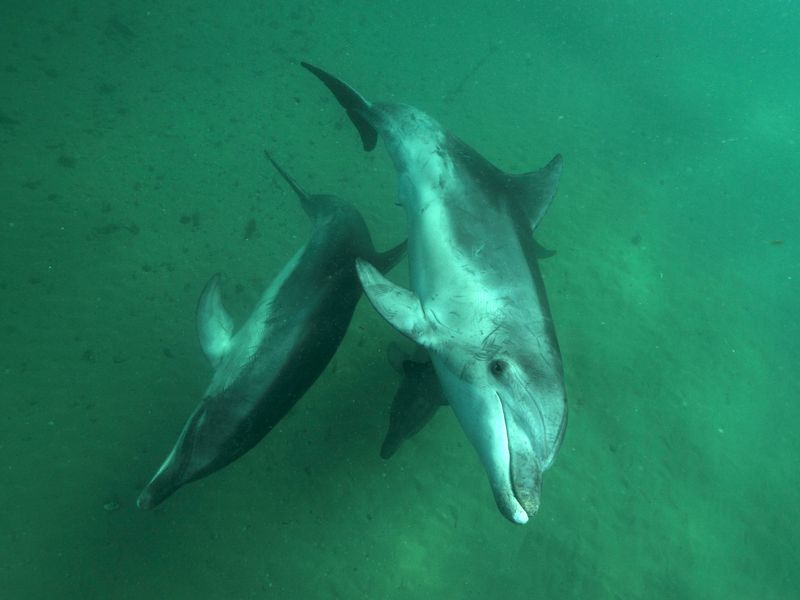dolphins in port phillip bay