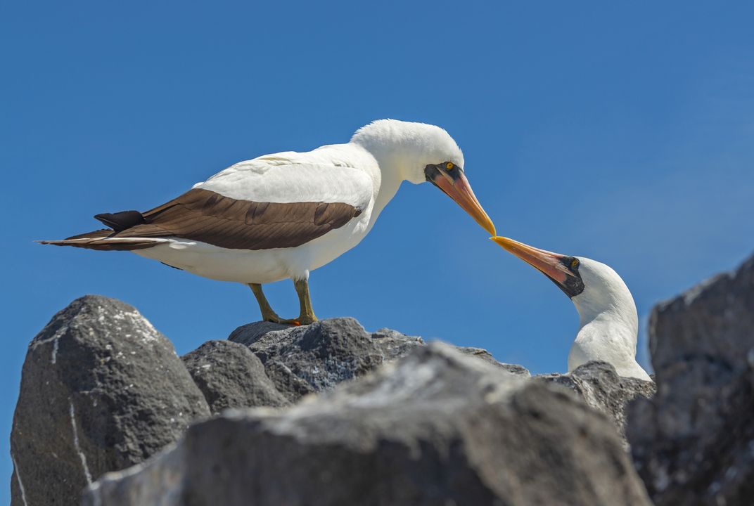 White Nazca boobies