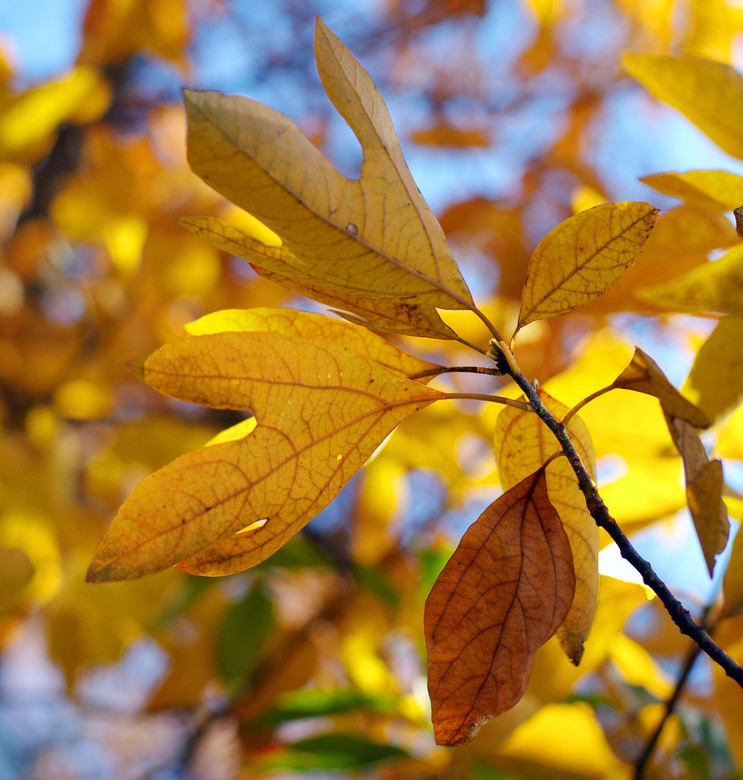 A last look fall. | Smithsonian Photo Contest | Smithsonian Magazine