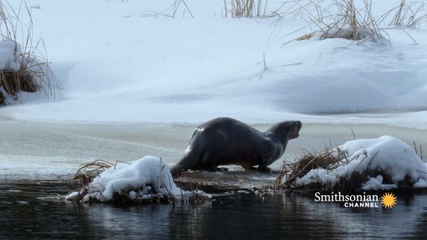 Preview thumbnail for This River Otter Is Bracing for a Harsh Michigan Winter