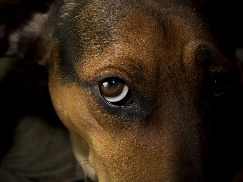 A dog looking at me | Smithsonian Photo Contest | Smithsonian Magazine