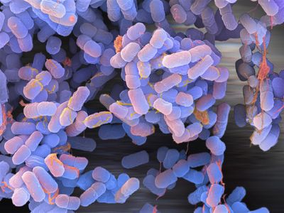Non-GMO E. coli bacteria