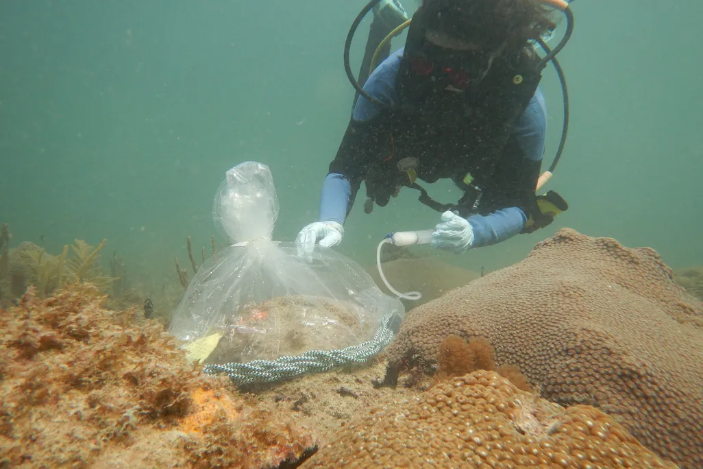 Scuba diver putting a plastic bag on coral colony