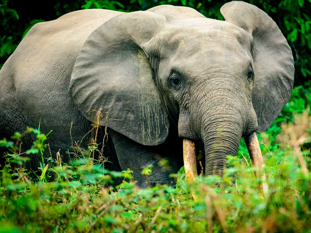 African Forest Elephant