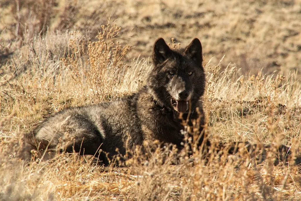 a gray wolf in a field