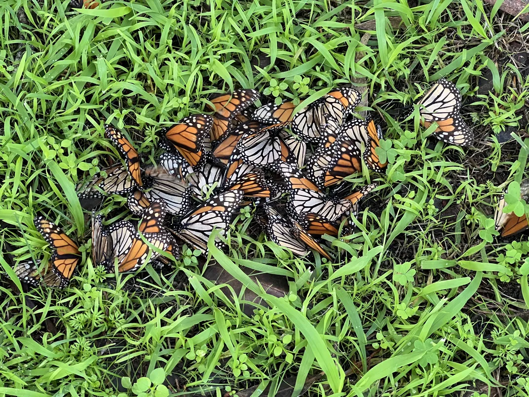Butterflies Are in Dramatic Decline Across North America. A Close Look ...