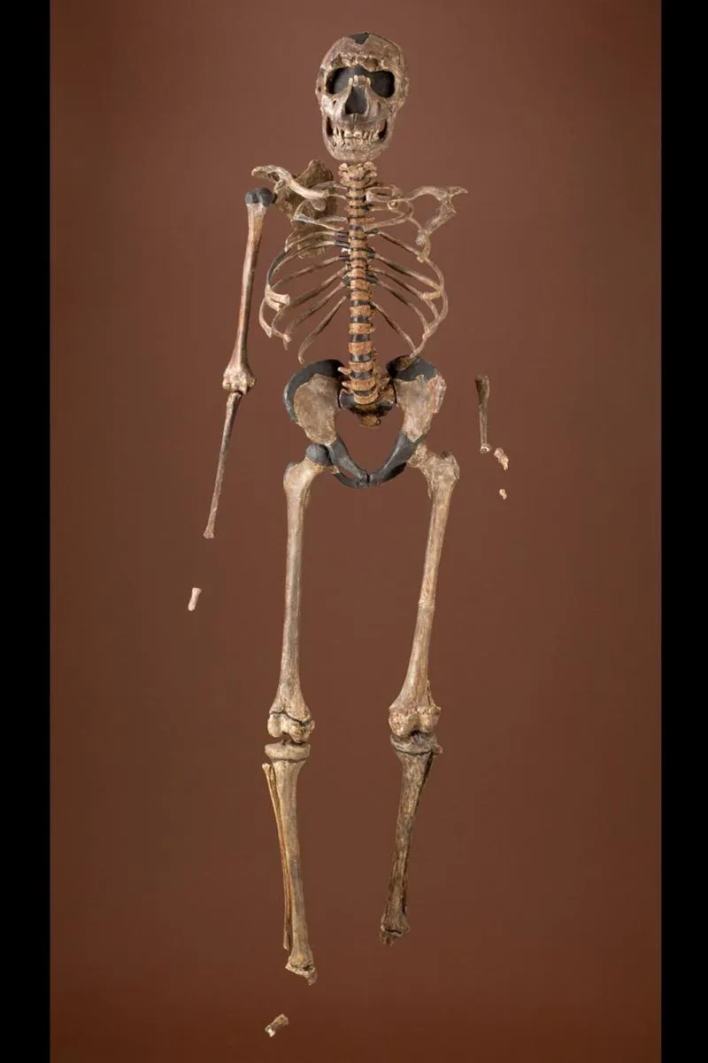 An image of the Turkana Boy fossil