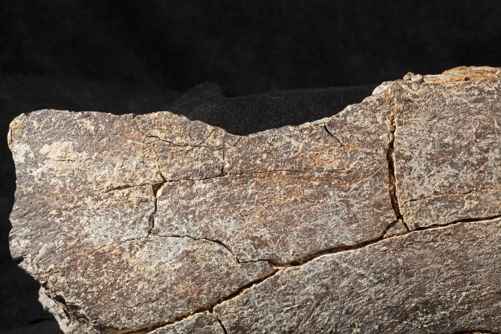 CMS-Specimen-2.jpg