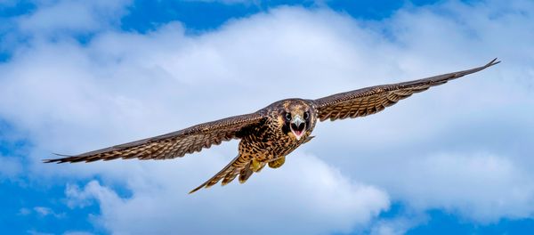 Peregrine Falcon on prey approach thumbnail