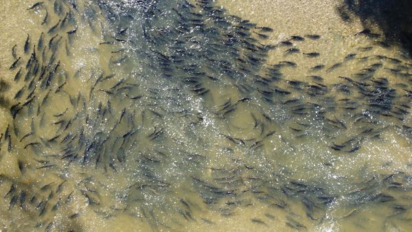 Salmon during migration thumbnail