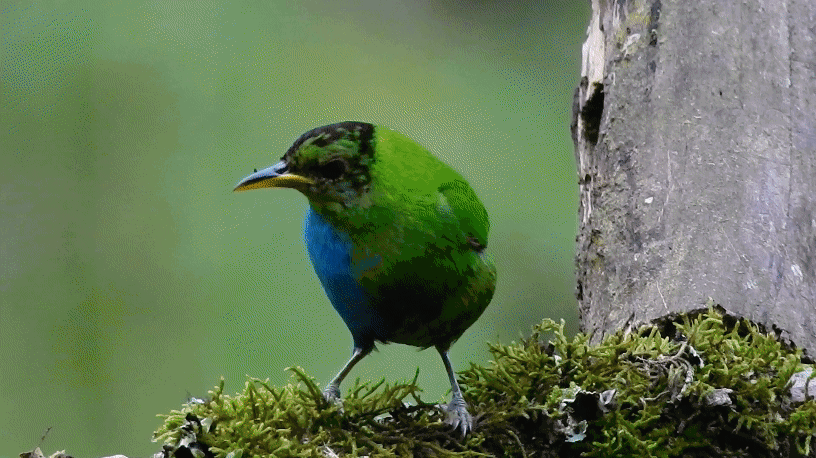 Bird with half green and half blue plumage