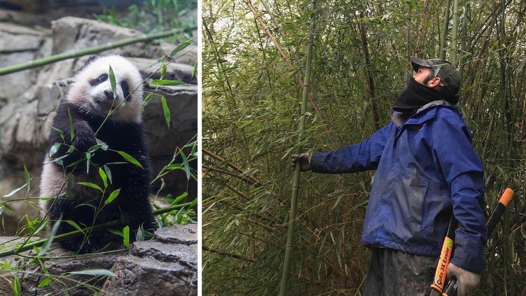 A young panda cub eating bamboo (left) and a person holding hedge clippers and examining a bamboo grove (right)