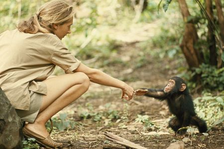 Goodall extends a hand to Flint, a young chimpanzee growing up in Gombe National Park.  (Baron Hugo van Lawick)